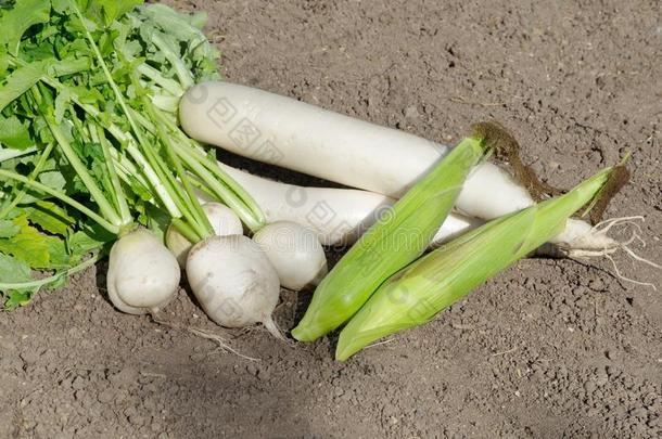 新近精选的蔬菜躺向指已提到的人地面