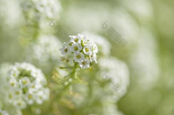 白色的花关于半边莲属玛丽蒂玛