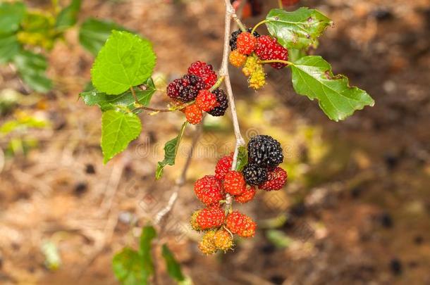 黑莓成熟的,成熟的ning,和un成熟的绿色的成果向树