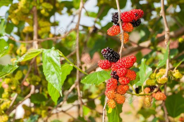 黑莓成熟的,成熟的ning,和un成熟的绿色的成果向树