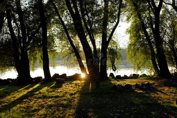 美丽的小树林在多瑙河河岸和<strong>阳光光束</strong>反映