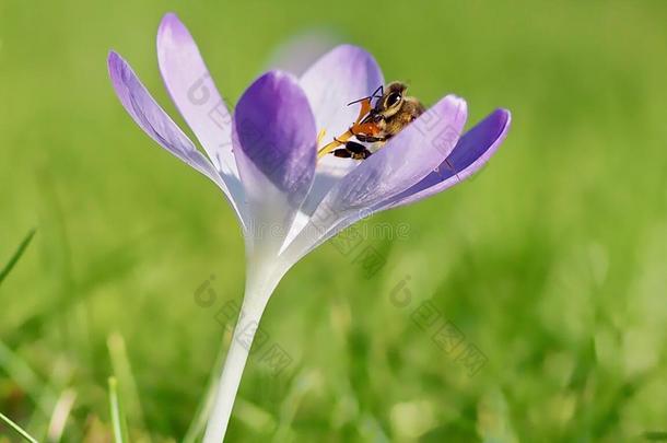 蜜蜂收集蜂蜜从一粉红色的番红花属花