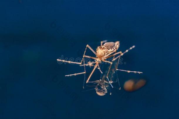 成熟的蚊子越过水-新生的虫双翅目飞