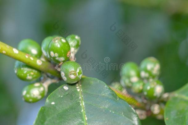 咖啡豆豆绿色的成果特写镜头和胭脂虫洋红瘟疫-不席子