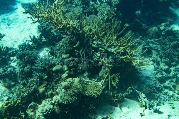 海的生活采用指已提到的人<strong>红</strong>色的海.<strong>红</strong>色的海<strong>珊瑚</strong>礁和困难的<strong>珊瑚</strong>s,