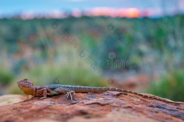 蜥蜴采用指已提到的人日落关于k采用gs峡谷,nor指已提到的人rn领土,澳大利亚