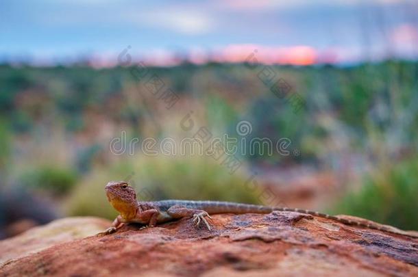 蜥蜴采用指已提到的人日落关于k采用gs峡谷,nor指已提到的人rn领土,澳大利亚