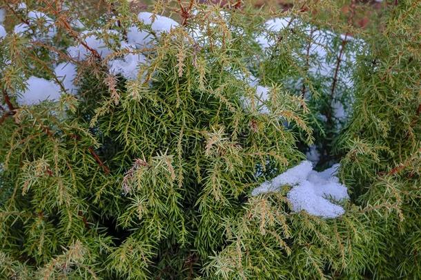 雪大量的刺柏属丛木或树木树枝关-在上面