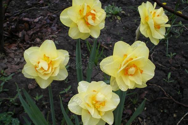 美丽的盛开的黄色的和桔子花瓣,毛巾布黄水仙采用