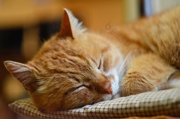 镇定的猫是（be的三单形式睡眠向一ch一ir,眼睛关闭<strong>着</strong>的
