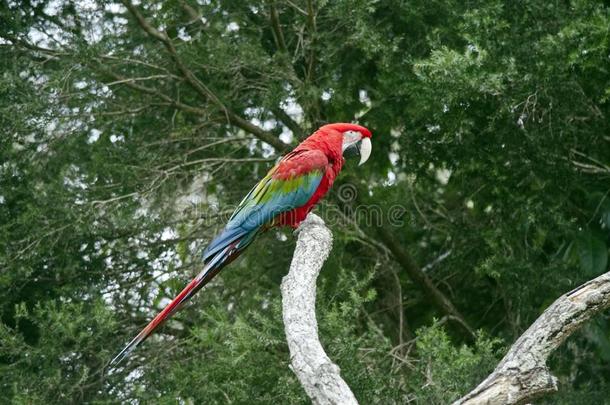 红色的和绿色的金刚鹦鹉也叫指已提到的人绿色的有翼的金刚鹦鹉
