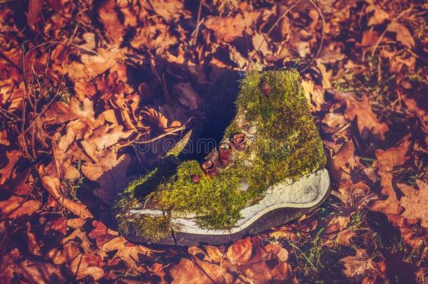 老的橡皮底帆布鞋大量的绿色的苔藓采用落下森林