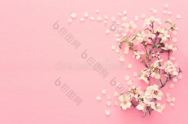照片关于春季白色的樱<strong>桃花树</strong>向彩色粉笔粉红色的木制的