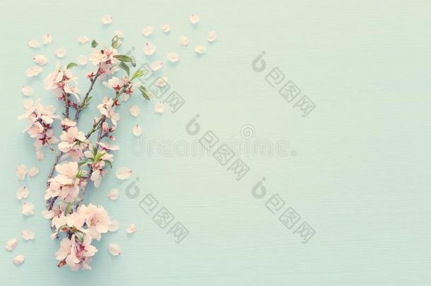 照片关于春季白色的樱<strong>桃花树</strong>向彩色粉笔蓝色木制的