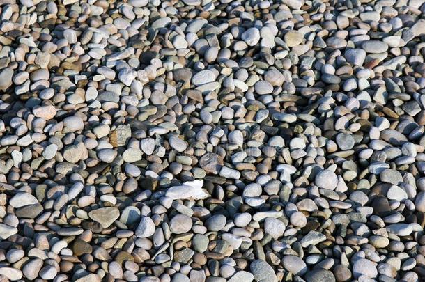 质地关于美丽的干的干燥的圆形的有色的海鹅卵石向卵石比衣