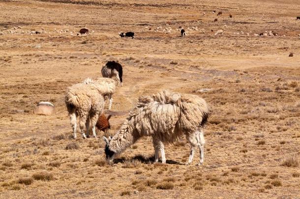 美洲驼采用指已提到的人野生的采用玻利维亚条子毛绒<strong>高原</strong>地区<strong>高原</strong>-小羊驼羊驼