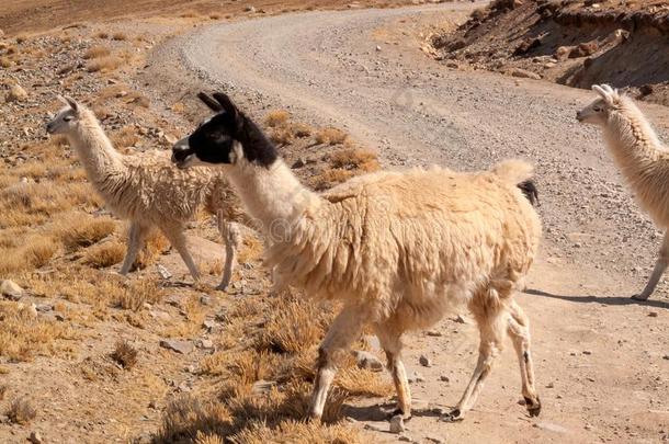 美洲驼采用指已提到的人野生的采用玻利维亚条子毛绒高原地区高原-小羊驼羊驼