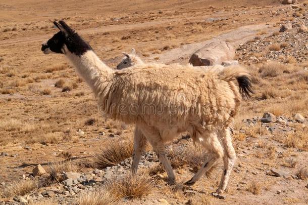 美洲驼采用指已提到的人野生的采用玻利维亚条子毛绒高原地区高原-小羊驼羊驼