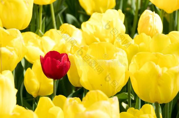红色的郁金香向黄色的郁金香花背景&#字母x28;C向cept关于乏
