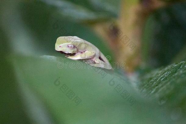 青蛙蝌蚪向绿色的叶子采用巴西人森林