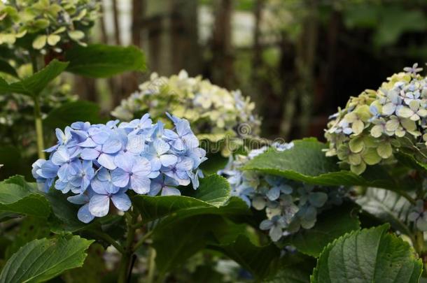 花园关于蓝色八仙花属.