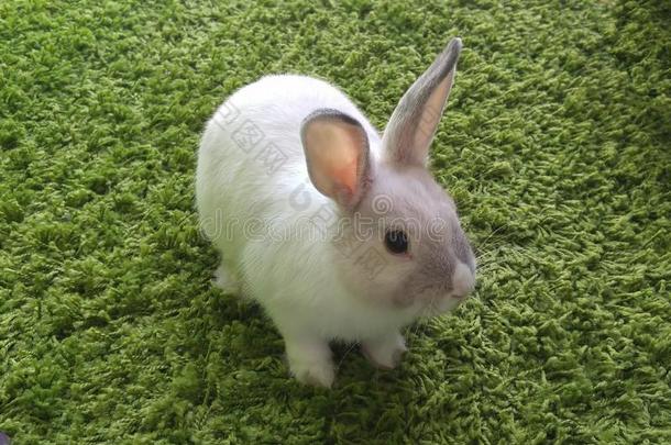 小的白色的兔子和灰色条纹一次向绿色的地毯