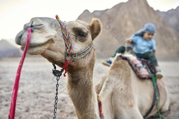 小的男孩采用多变的<strong>阿拉伯人</strong>的头巾向阿拉伯的骆驼在户外