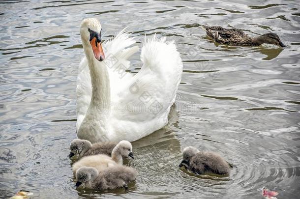 白色的母亲天鹅游泳和她幼小的动物