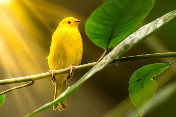 黄色的雀科小鸟鸟向树枝
