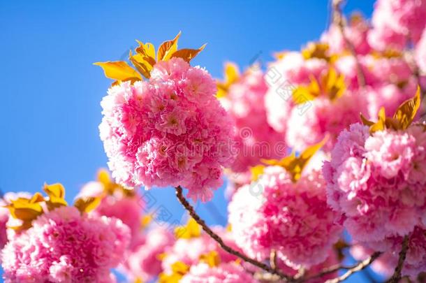 春季花背景.樱桃花.樱花节日.流