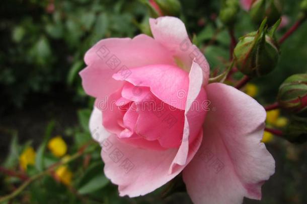 明亮的甜的粉红色的玫瑰关在上面在<strong>女王伊丽莎白</strong>公园