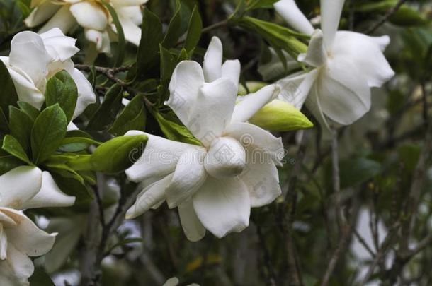 下雪的白色的栀子属植物花-栀子属植物茉莉