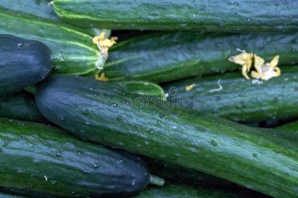 长的绿色的黄瓜躺向每别的.食物背景关于植物