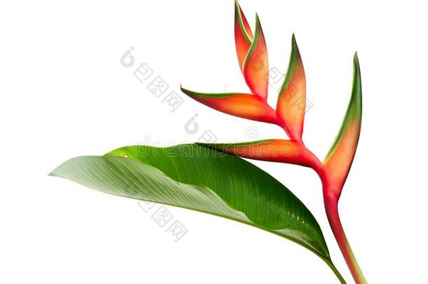 海里康属植物碧海红色的锤子花和叶子,热带的花s是（be的三单形式