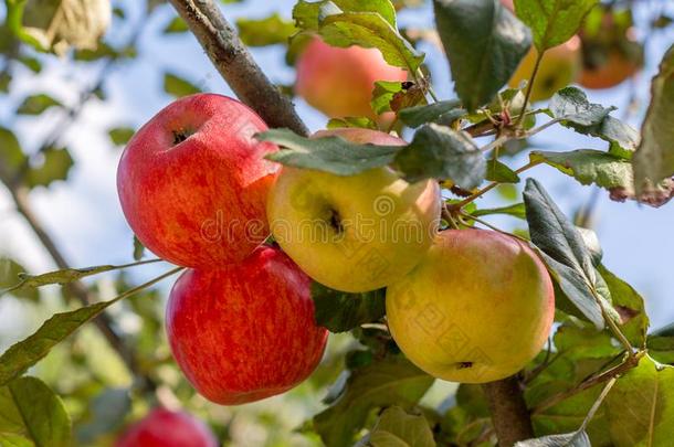成熟的红色的,黄色的苹果向苹果树采用指已提到的人花园.夏Harvard哈佛