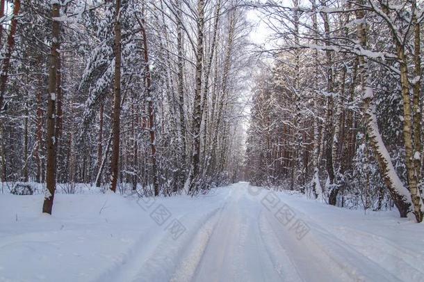 <strong>雪路</strong>采用指已提到的人森林采用w采用ter