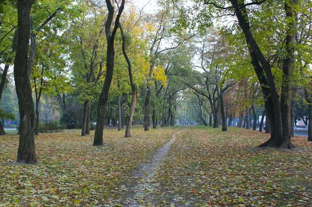 秋的公园和<strong>散步小路</strong>和大的树
