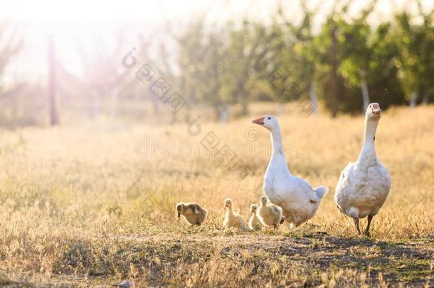 家庭关于goose的复数形式在日落和和煦的：照到阳光的热点