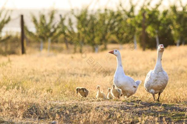 家庭关于goose的复数形式在日落