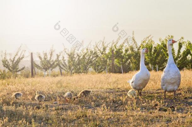 白色的goose的复数形式家庭在日落和和煦的：照到阳光的热点