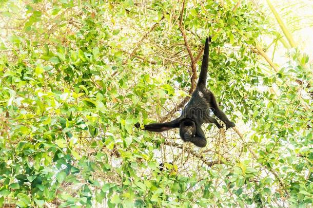 愚蠢的错误猴吃采用阳光普照树,elevation仰角结束,佩滕,Guam关岛