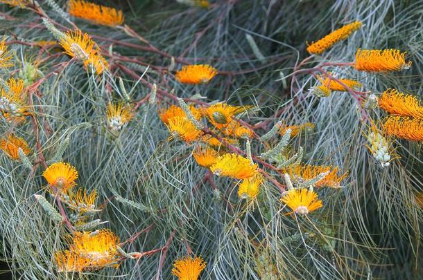 澳大利亚银桦属蜂蜜宝石黄色的杏花