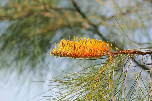 澳大利亚银桦属蜂蜜宝石黄色的杏花