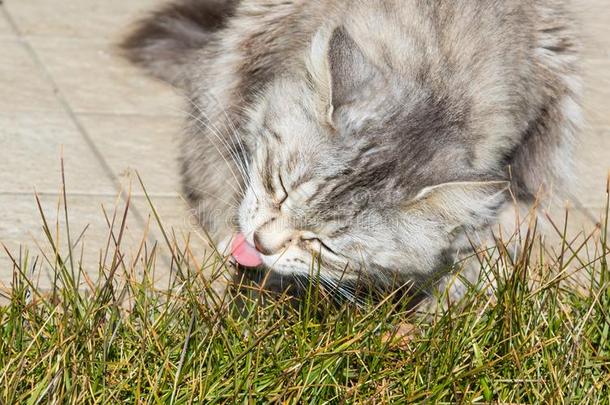 美好毛皮的小猫户外的,西伯利亚的纯血统的猫采用轻松采用一