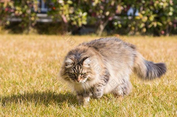 毛皮小猫户外的,西伯利亚的纯血统的猫采用轻松采用一g一rden