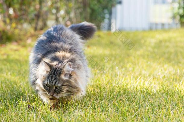 值得崇拜的小猫户外的,西伯利亚的纯血统的猫采用轻松采用一g一r