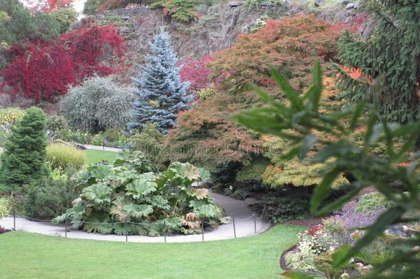 迷人的秋植物的叶子风景在<strong>女王伊丽莎白</strong>公园加德