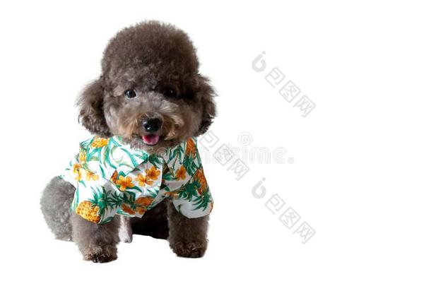 一值得崇拜的黑的玩具髦毛小狗狗使人疲乏的美国夏威夷州衣服为夏