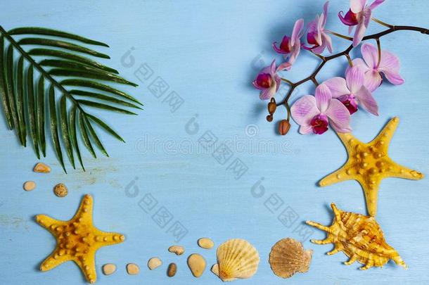 兰花,贝壳,海星和叶子关于手掌