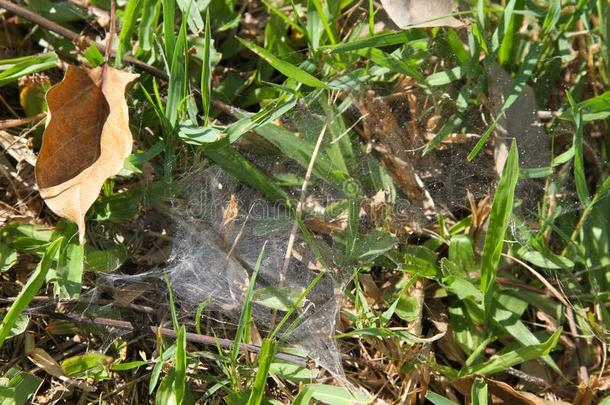蜘蛛蜘蛛网和绿色的草和白色的蜘蛛蜘蛛网